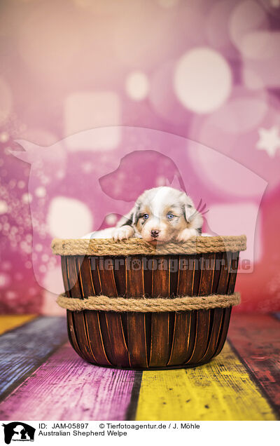 Australian Shepherd Welpe / Australian Shepherd puppy / JAM-05897