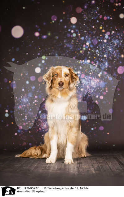 Australian Shepherd / Australian Shepherd / JAM-05910