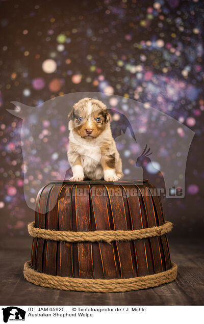 Australian Shepherd Welpe / Australian Shepherd puppy / JAM-05920