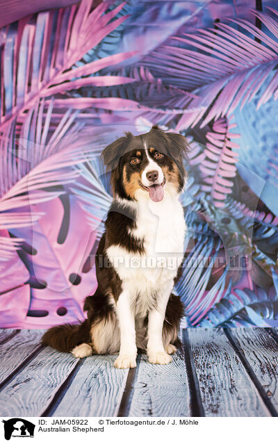 Australian Shepherd / Australian Shepherd / JAM-05922