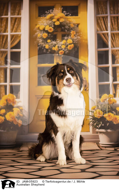 Australian Shepherd / Australian Shepherd / JAM-05923
