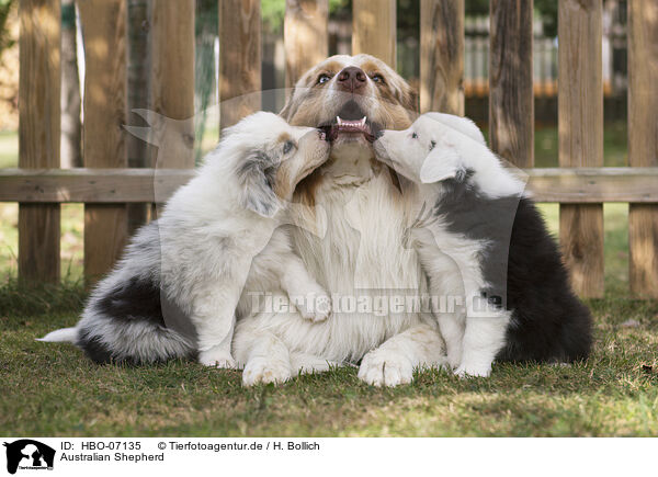 Australian Shepherd / HBO-07135