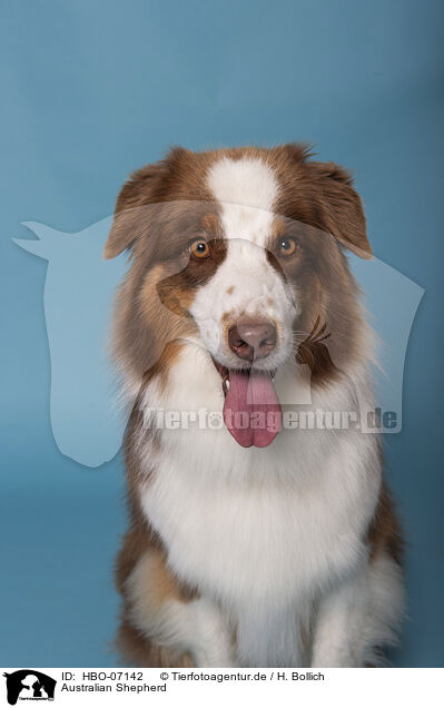 Australian Shepherd / Australian Shepherd / HBO-07142