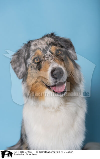 Australian Shepherd / Australian Shepherd / HBO-07153