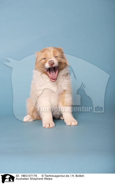 Australian Shepherd Welpe / HBO-07176