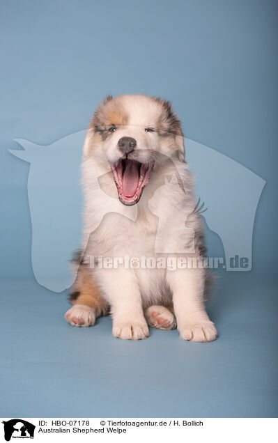 Australian Shepherd Welpe / Australian Shepherd puppy / HBO-07178