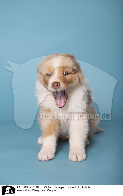 Australian Shepherd Welpe / Australian Shepherd puppy / HBO-07180