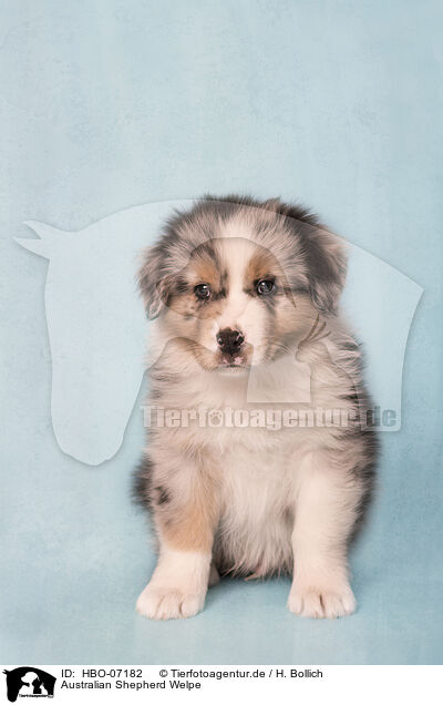Australian Shepherd Welpe / HBO-07182