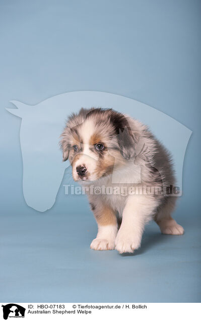 Australian Shepherd Welpe / Australian Shepherd puppy / HBO-07183
