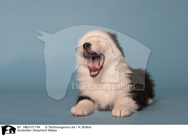 Australian Shepherd Welpe / Australian Shepherd puppy / HBO-07184