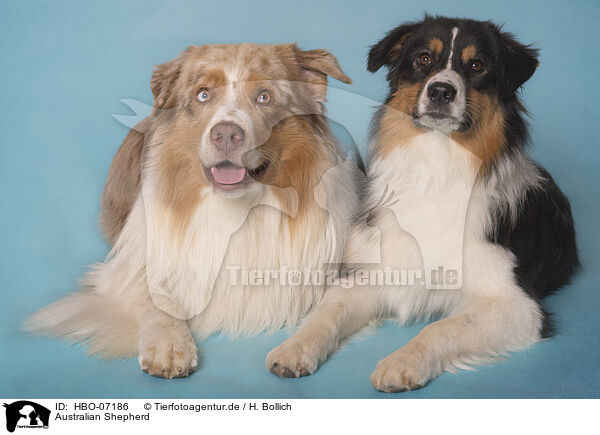 Australian Shepherd / HBO-07186