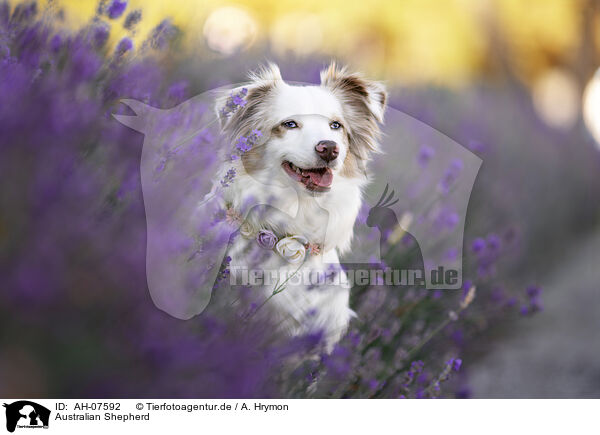 Australian Shepherd / Australian Shepherd / AH-07592