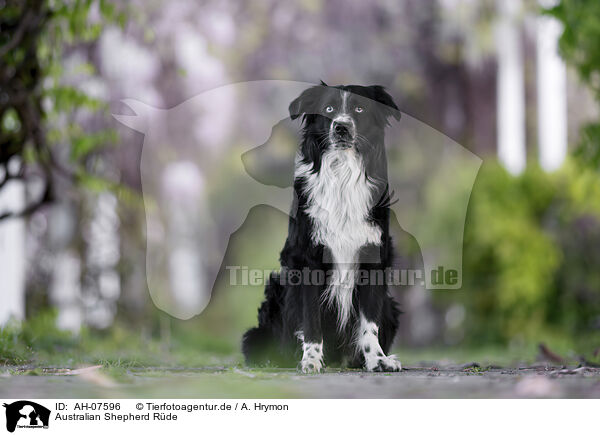 Australian Shepherd Rde / male Australian Shepherd / AH-07596