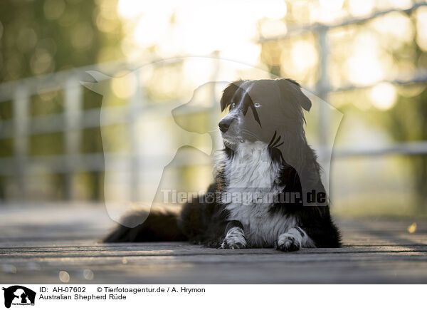 Australian Shepherd Rde / male Australian Shepherd / AH-07602