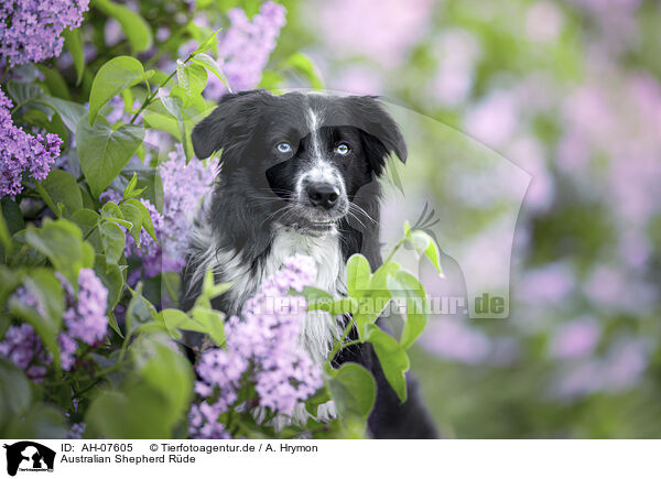 Australian Shepherd Rde / male Australian Shepherd / AH-07605