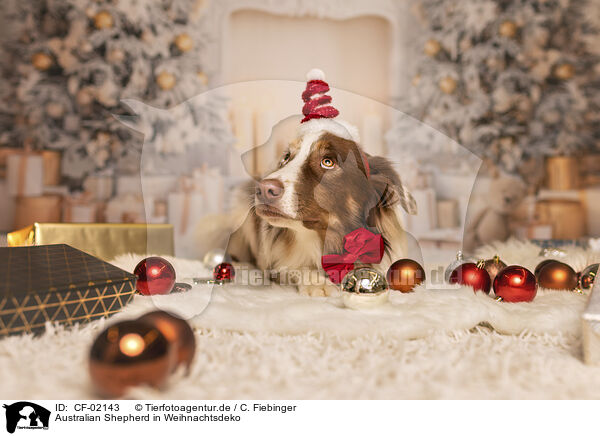 Australian Shepherd in Weihnachtsdeko / Australian Shepherd in Christmas decoration / CF-02143