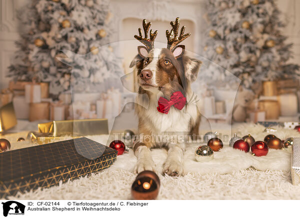 Australian Shepherd in Weihnachtsdeko / CF-02144