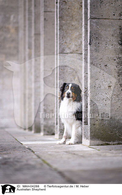 Australian Shepherd / Australian Shepherd / MAH-04288