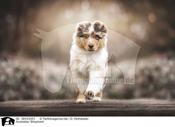 Australian Shepherd / Australian Shepherd / DH-03301