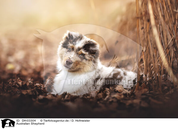 Australian Shepherd / Australian Shepherd / DH-03304