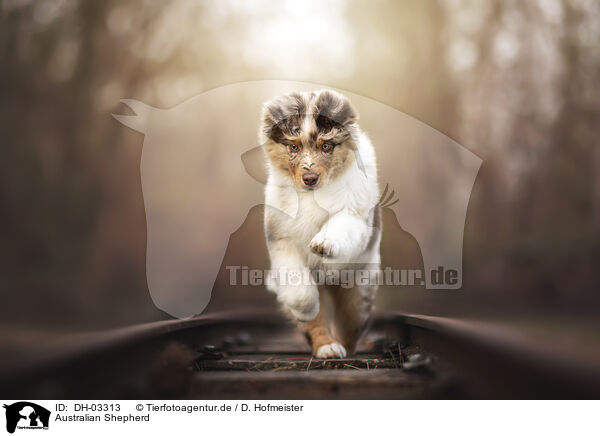 Australian Shepherd / Australian Shepherd / DH-03313