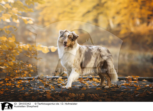 Australian Shepherd / Australian Shepherd / DH-03342