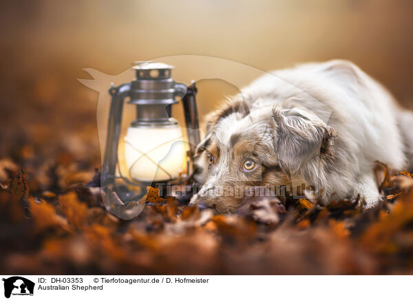 Australian Shepherd / Australian Shepherd / DH-03353