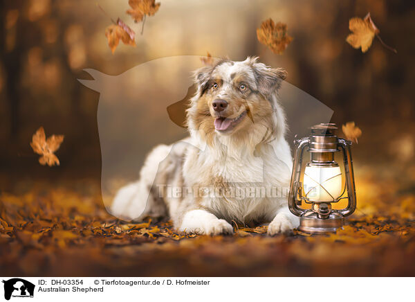Australian Shepherd / Australian Shepherd / DH-03354