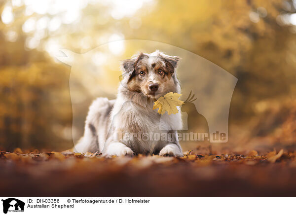 Australian Shepherd / Australian Shepherd / DH-03356