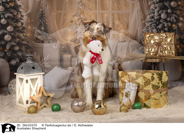 Australian Shepherd / DH-03370