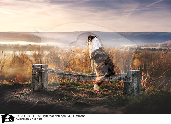 Australian Shepherd / Australian Shepherd / JQ-02031