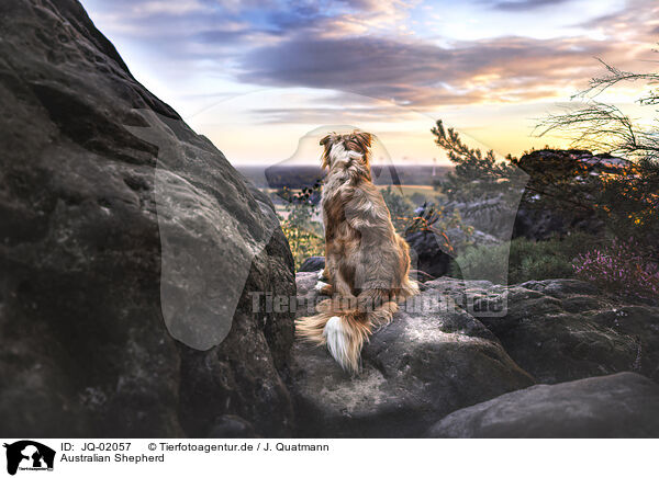 Australian Shepherd / Australian Shepherd / JQ-02057