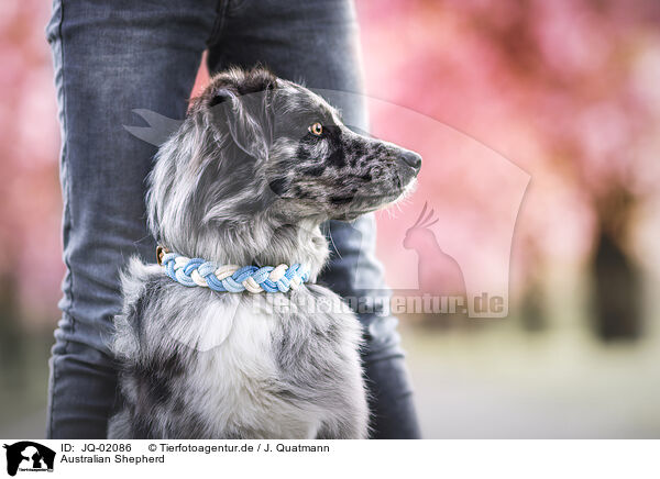 Australian Shepherd / Australian Shepherd / JQ-02086