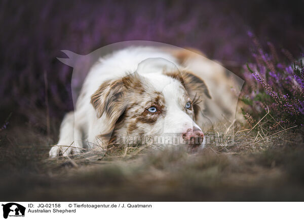 Australian Shepherd / Australian Shepherd / JQ-02158