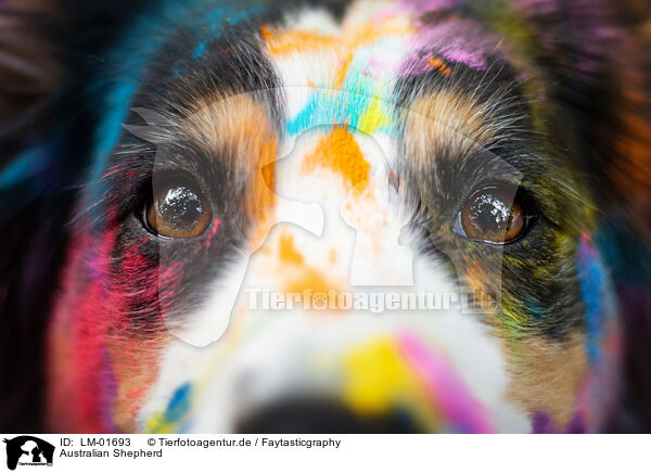 Australian Shepherd / Australian Shepherd / LM-01693