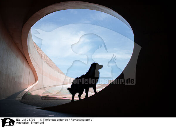 Australian Shepherd / Australian Shepherd / LM-01703
