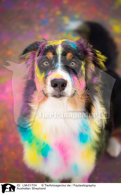 Australian Shepherd / Australian Shepherd / LM-01704