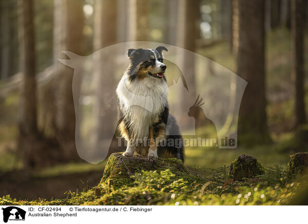 Australian Shepherd / Australian Shepherd / CF-02494