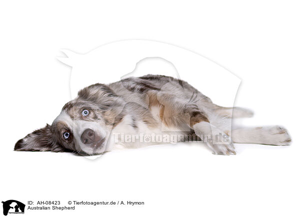 Australian Shepherd / Australian Shepherd / AH-08423