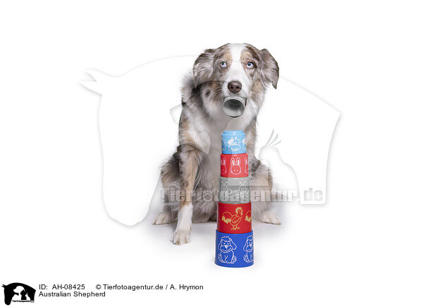 Australian Shepherd / Australian Shepherd / AH-08425