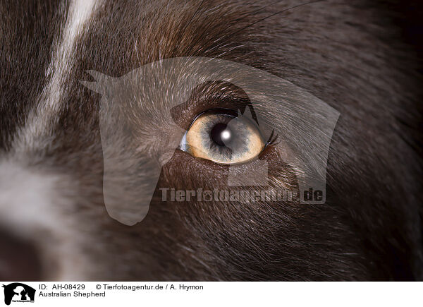 Australian Shepherd / AH-08429