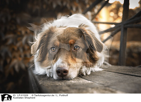 Australian Shepherd / Australian Shepherd / LP-01009