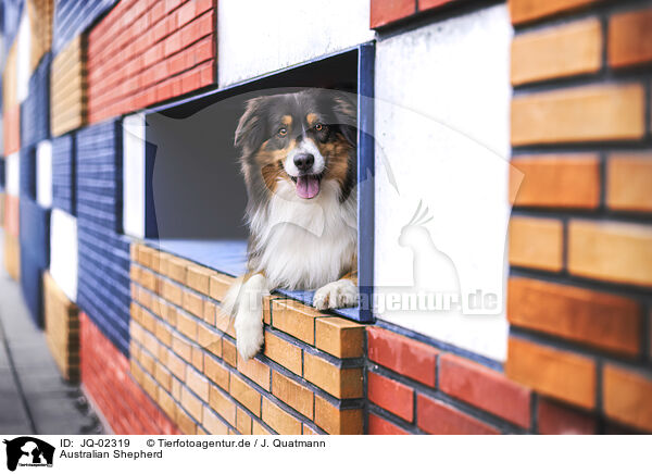 Australian Shepherd / Australian Shepherd / JQ-02319