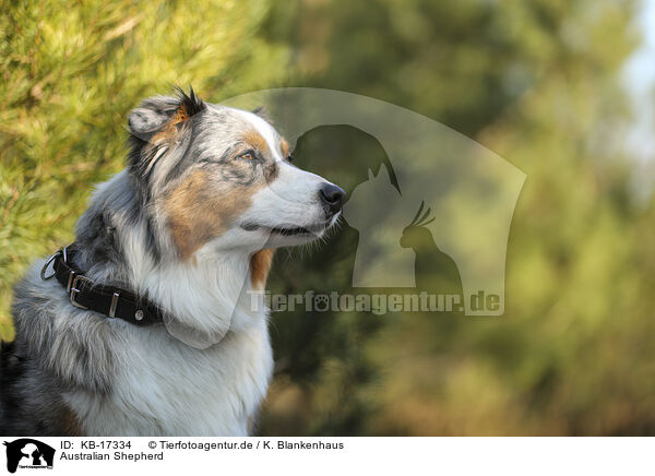 Australian Shepherd / Australian Shepherd / KB-17334