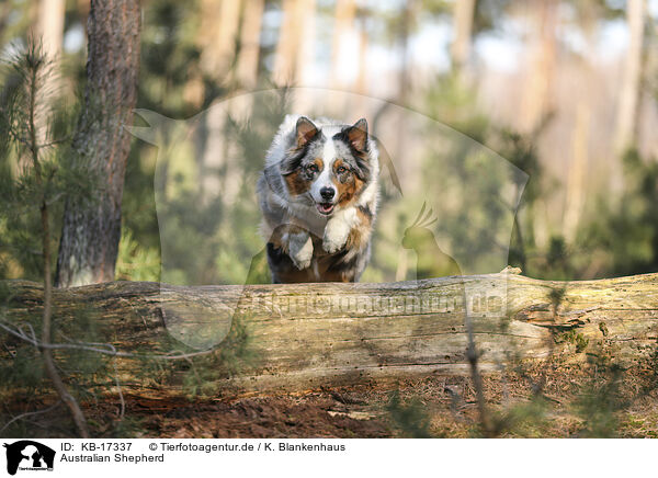 Australian Shepherd / Australian Shepherd / KB-17337