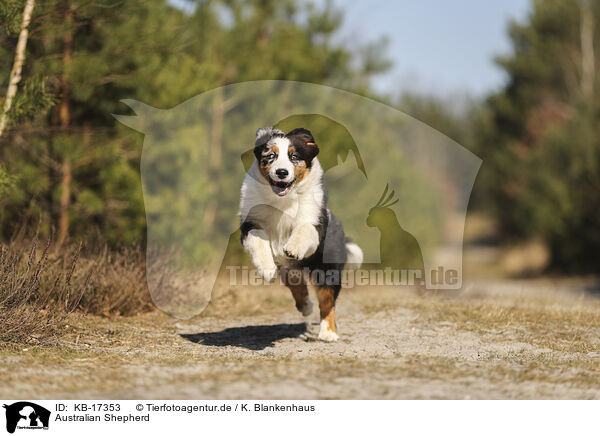 Australian Shepherd / Australian Shepherd / KB-17353