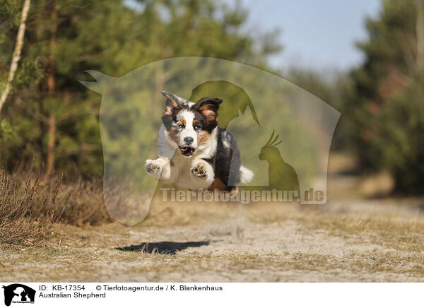 Australian Shepherd / Australian Shepherd / KB-17354