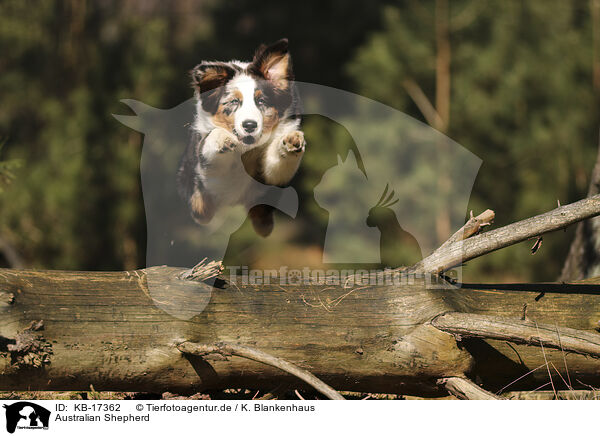 Australian Shepherd / Australian Shepherd / KB-17362