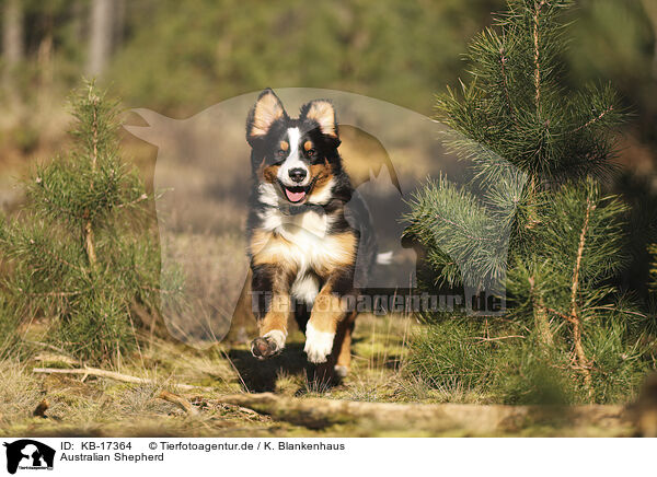 Australian Shepherd / Australian Shepherd / KB-17364