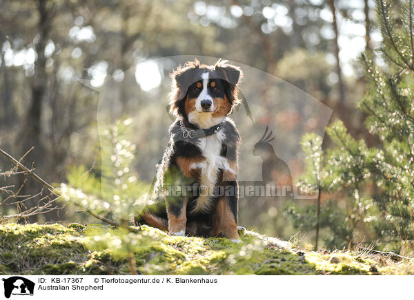 Australian Shepherd / Australian Shepherd / KB-17367